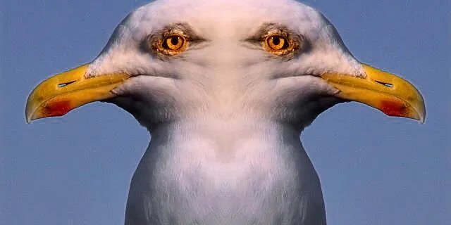 Not the actual seagull, but probably related